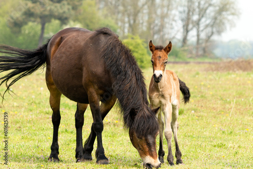 Pony Exmoor foal standing next to her mother horse in the Maashorst nature reserve in Brabant, Holland