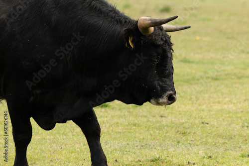 Tauros bull walking in Dutch Nature landscape in the Maashorst in the province of Brabant, The Netherlands