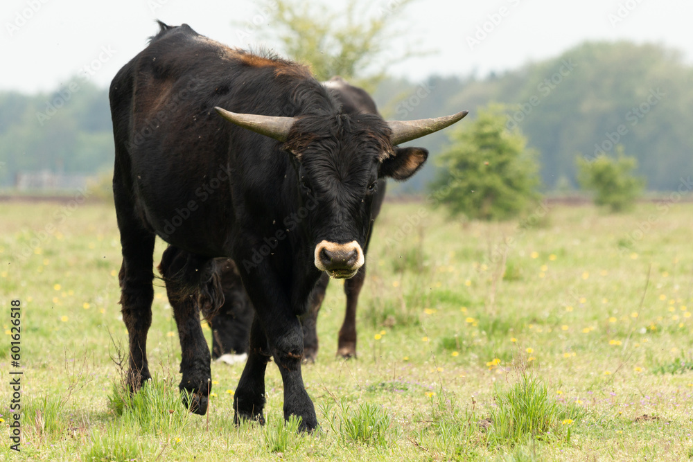 Tauros bull walking in Dutch Nature landscape in the Maashorst in Brabant, The Netherlands
