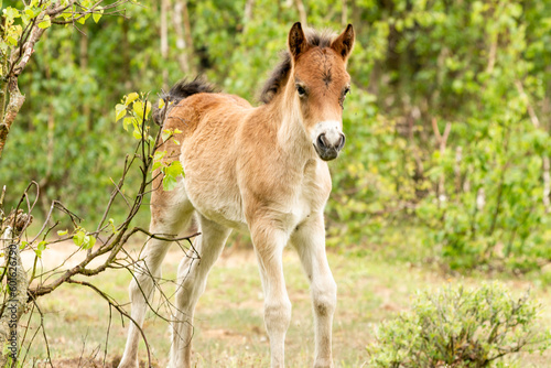 Young exmoor foal horse in the dutch nature reserve de maashorst in Brabant, Holland