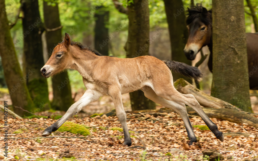 Small exmoor pony foal running through the woods in the Maashorst in Brabant Small exmoor pony foal running through the woods in the Maashorst in Brabant