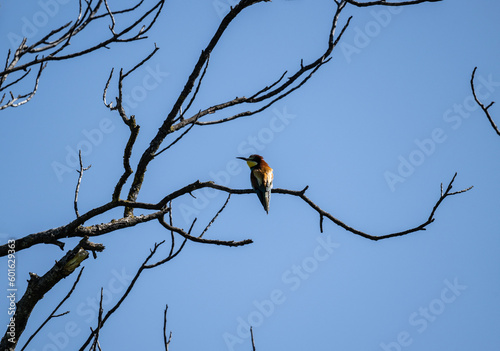 beautiful unusual bird-golden bee-eater sits on a branch against the sky