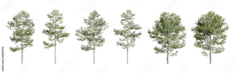 Obraz premium 3d render tree isolated on white background