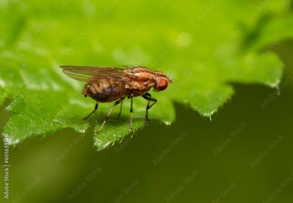 closeup macro shot of common fruit fly found on a leaf in Adelaide, South Australia closeup macro shot of common fruit fly found on a leaf in Adelaide, South Australia