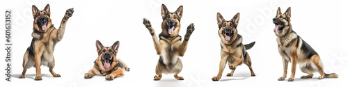 Animals pets dogs banner panorama long - Collection of funny cute crazy laughing lying, jumping, standing, sitting german shepherd dog, isolated on white background, Generative AI