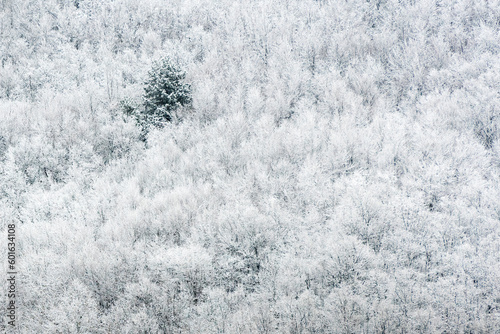 snow covered trees