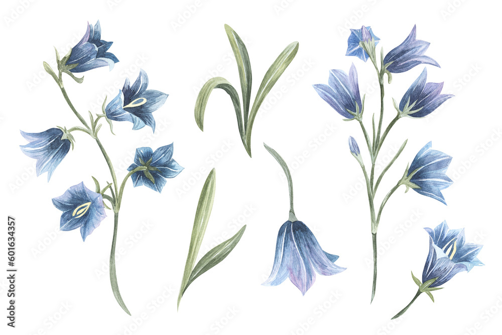 Hand drawn watercolor bluebell flower illustration. Painted bellflower sketch botanical herbs isolated on white background - obrazy, fototapety, plakaty 