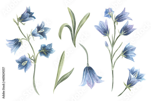 Fotobehang Hand drawn watercolor bluebell flower illustration