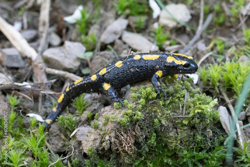 Feuersalamander (Salamandra salamandra)