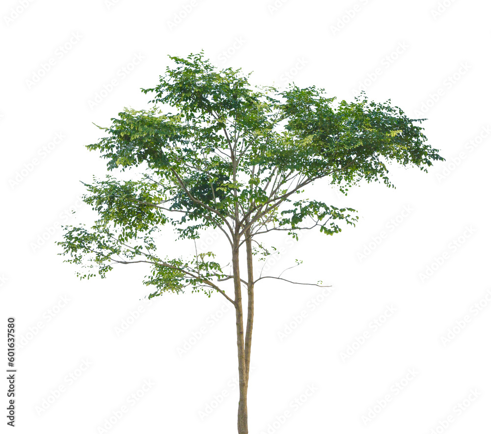 Obraz premium Green Tree isolated.