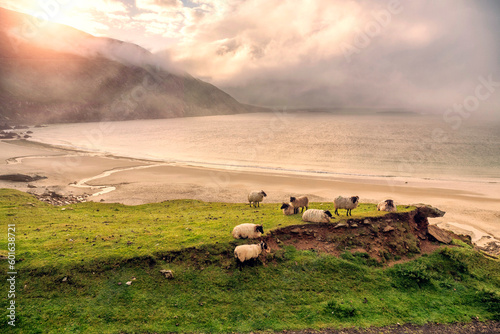 Wool sheep on green grass. Stunning nature scenery of Keem bay and beach, county Mayo, Ireland. Popular travel destination. photo