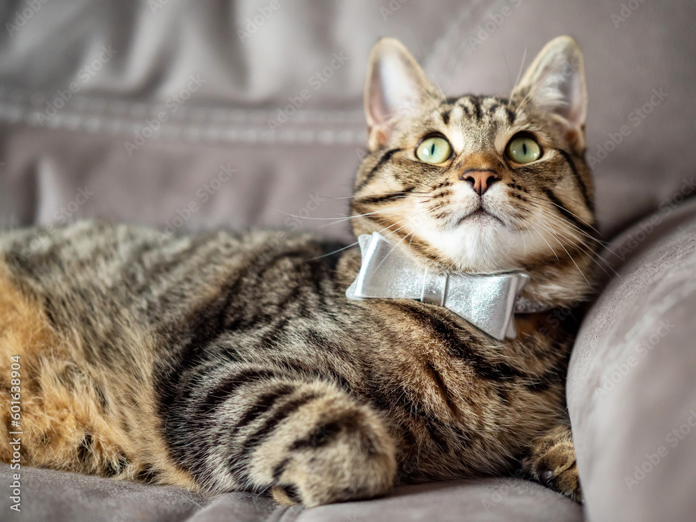 Cute and stylish tabby cat with silver bow tie on a couch. Beautiful pet at home with simple decoration.