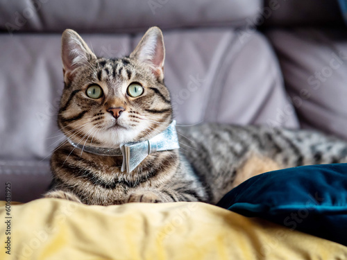 Cute and stylish tabby cat with silver bow tie on a couch. Beautiful pet at home with simple decoration.