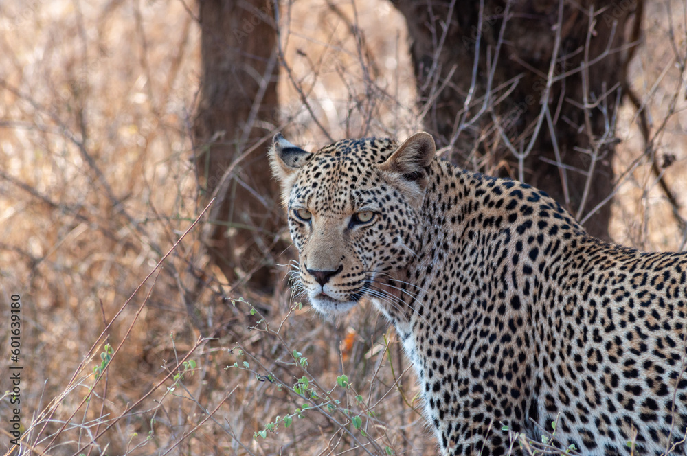Fototapeta premium Panthera pardus