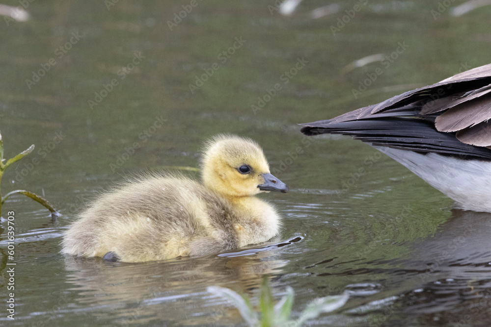 Kanadagans (Branta canadensis) Kanadagans (Branta canadensis)