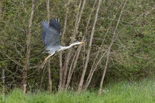 Graureiher  Ardea cinerea 