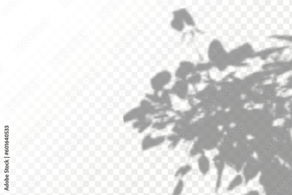 Natural light layout.Realistic shadow tropical leaves and branches on ...