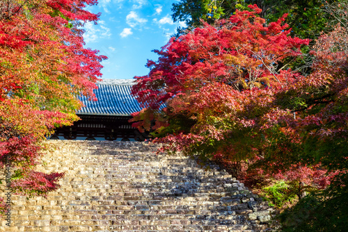 秋の京都・神護寺で見た、金堂へ続く石段を彩る紅葉 photo