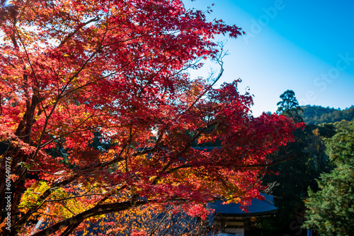 秋の京都・神護寺の金堂から見た、カラフルな紅葉