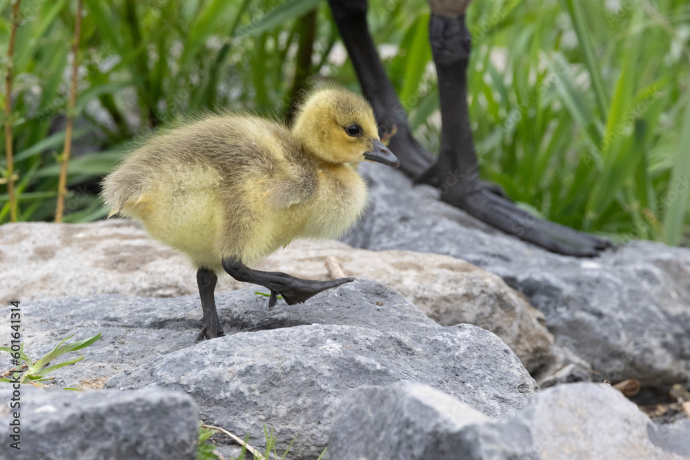Obraz premium Kanadagans&nbsp;(Branta canadensis)
