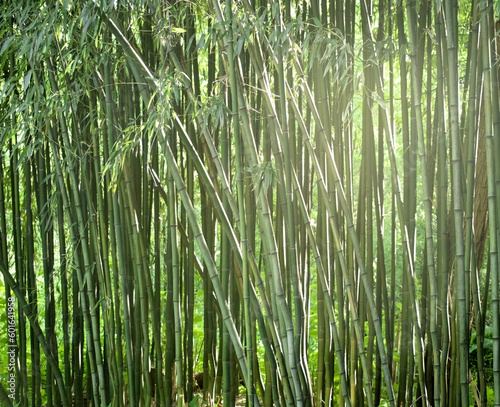 horizontal screen of bamboo with soft light