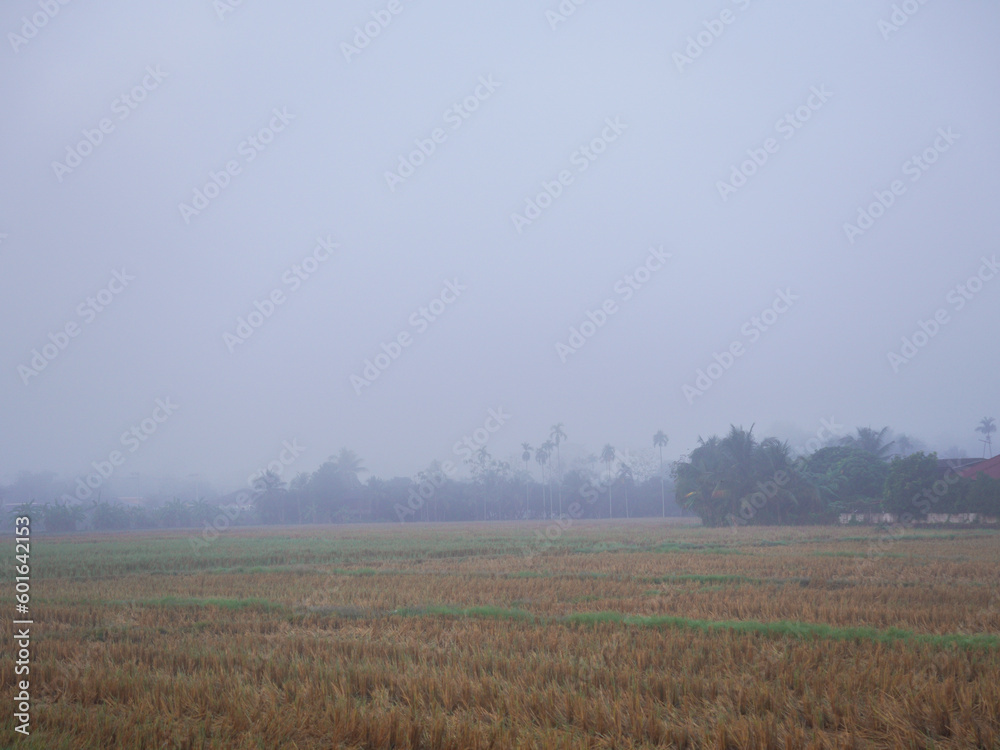 Obraz premium Rice Field