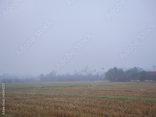 Rice Field