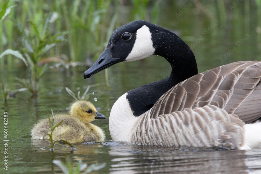 Obraz premium Kanadagans&nbsp;(Branta canadensis)