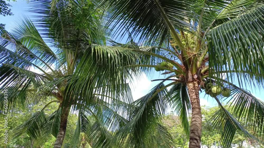Coco, Coconut, leaves, tree swinging in the wind Coco, Coconut, leaves, tree swinging in the wind