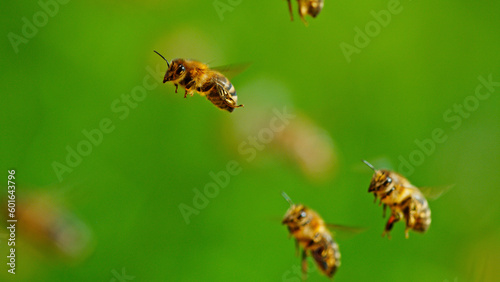 Freeze motion of bees flying, macro shot. © Lukas Gojda