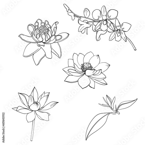 Hand drawn Sakura  Peony flower and Chrysanthemum    Japanese tattoo doodle vector set