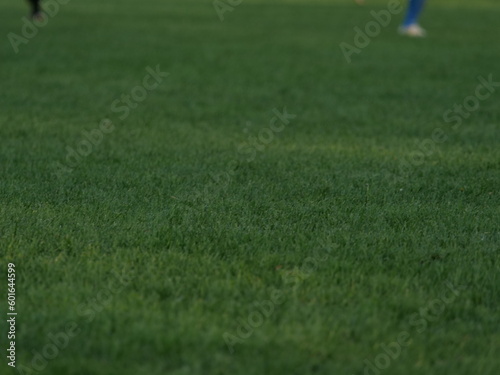 grass on a field