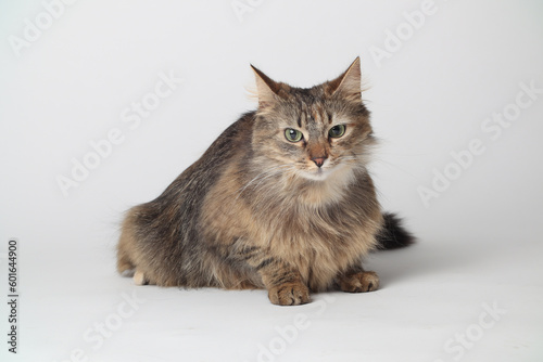 A beautiful brown cat is lying, long fur on a white background. Siberian cat. Green eyes. Fluffy paws.