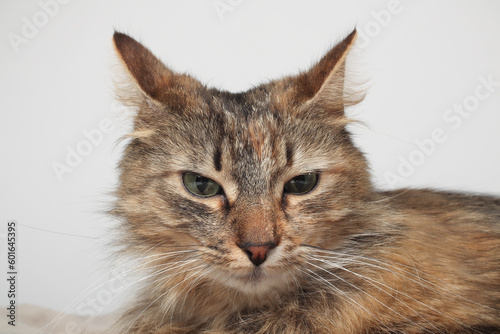 A beautiful brown cat is lying, long fur on a white background. Green eyes. Fluffy © Yaroslav