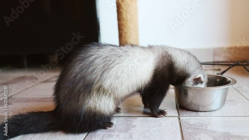 Black and white ferret eats meat from an iron plate. Ferret breakfast, diet, healthy animal food photo