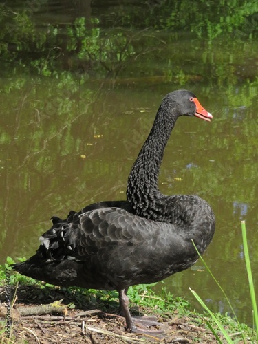 cygne noir