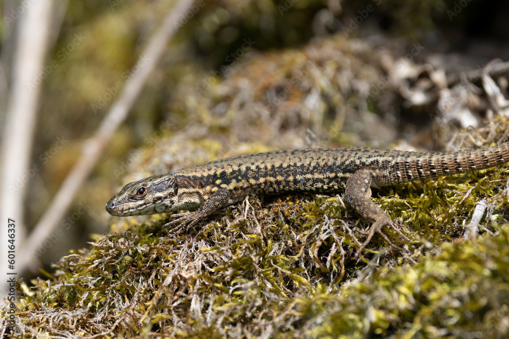 Mauereidechse (Podarcis muralis) Mauereidechse (Podarcis muralis)