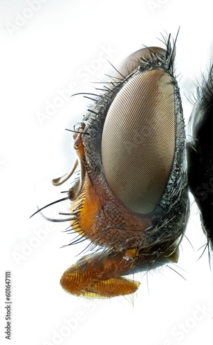 extrem macro 5x, house fly ,Moscarda  Big Fly, bottle fly Calliphora vicina isolated on white background © Sendo