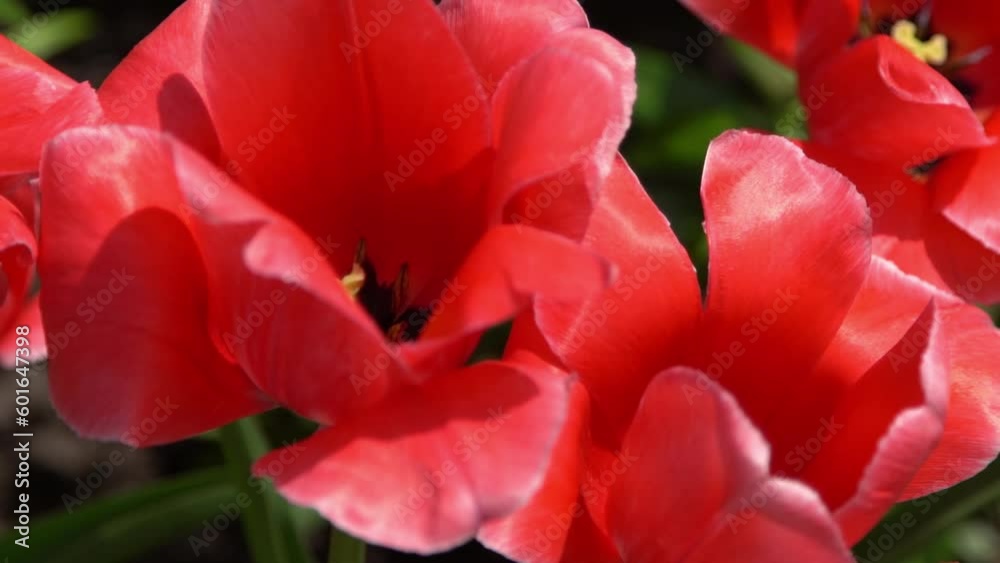 Red tulips bloom in spring. Blur bokeh. Tulip flower nature. Floral background. Botanical garden. Flowering buds. Blooming mood. Beautiful aesthetic petal plant. The swaying of the wind. Sunny day. Red tulips bloom in spring. Blur bokeh. Tulip flower nature. Floral background. Botanical garden. Flowering buds. Blooming mood. Beautiful aesthetic petal plant. The swaying of the wind. Sunny day.