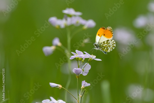 Aurorafalter (Anthocharis cardamines)