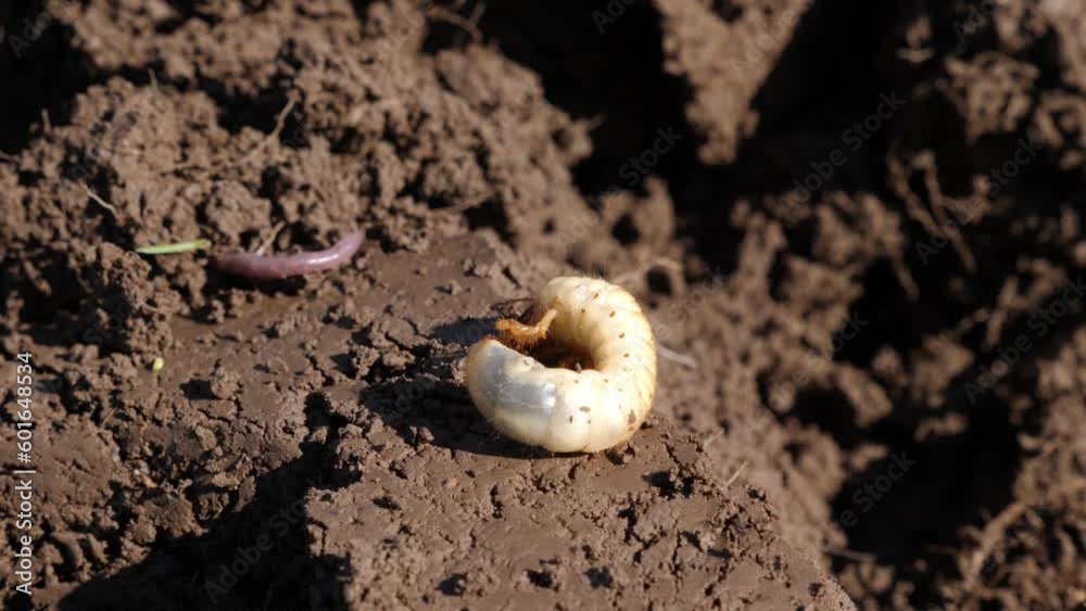 May beetle larva on freshly plowed land. May beetle larva on freshly plowed land.
