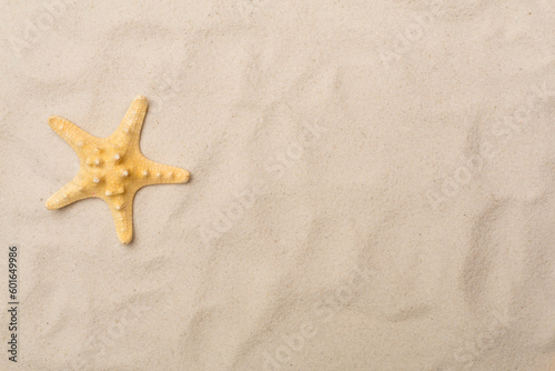 Sea shells on sand  top view