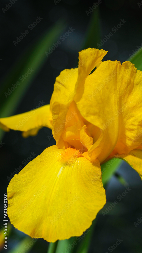 Macro de fleurs dans un jardin, avec un bokeh prononcé Macro de fleurs dans un jardin, avec un bokeh prononcé