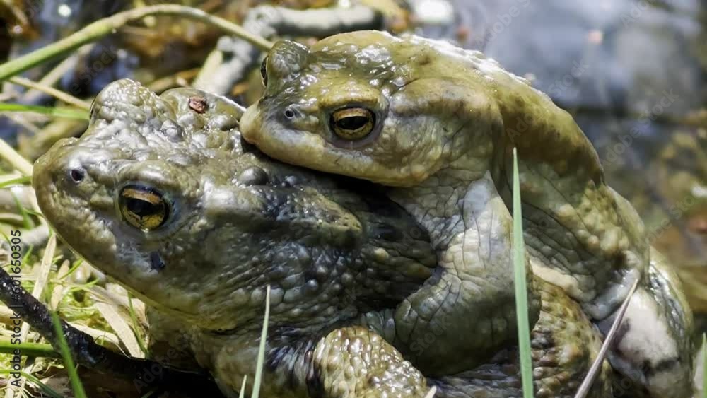 Camera pans on two toads that are mating at the shore of a small forest lake in springtime on a sunny day, in Fürth, Bavaria, Germany. Camera pans on two toads that are mating at the shore of a small forest lake in springtime on a sunny day, in Fürth, Bavaria, Germany.