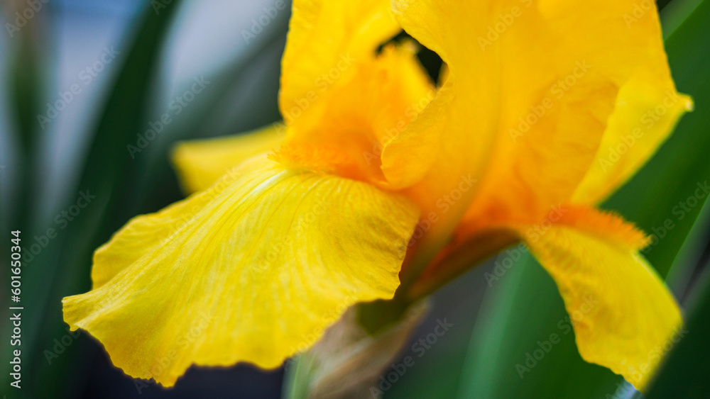 Macro de fleurs dans un jardin, avec un bokeh prononcé Macro de fleurs dans un jardin, avec un bokeh prononcé
