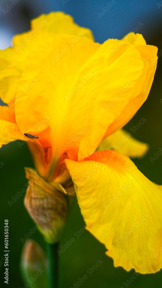 Macro de fleurs dans un jardin, avec un bokeh prononcé Macro de fleurs dans un jardin, avec un bokeh prononcé