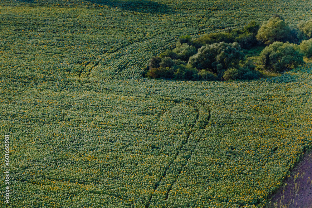 Scenery. Green crops of agronomic fields in spring. Juicy and beautiful greenery after rain in spring in the fields. Shooting from above Scenery. Green crops of agronomic fields in spring. Juicy and beautiful greenery after rain in spring in the fields. Shooting from above