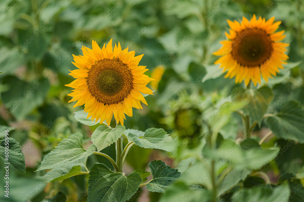 Sunflower flower closeup. Growing organic crops in Ukraine. Restoration of agriculture after the war, the revival of the country. Sunflower flower closeup. Growing organic crops in Ukraine. Restoration of agriculture after the war, the revival of the country.