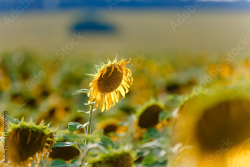 Sunflower flower closeup. Growing organic crops in Ukraine. Restoration of agriculture after the war, the revival of the country.