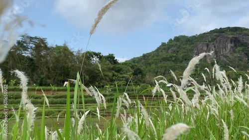 Paddy fields and grass field. Spring and fresh green season. At Nglanggeran Mountain Ancient Volcano Background, Gunungkidul, Yogyakarta, Java, Indonesia. photo